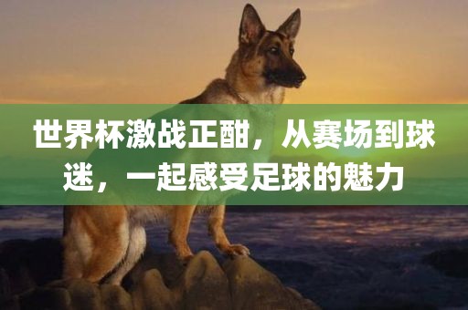 世界杯激战正酣，从赛场到球迷，一起感受足球的魅力