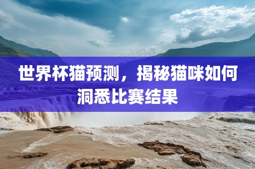 世界杯猫预测，揭秘猫咪如何洞悉比赛结果