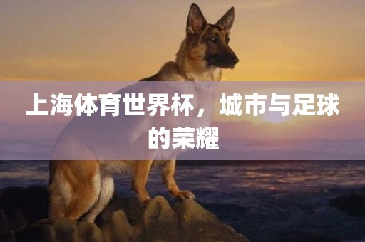 上海体育世界杯，城市与足球的荣耀