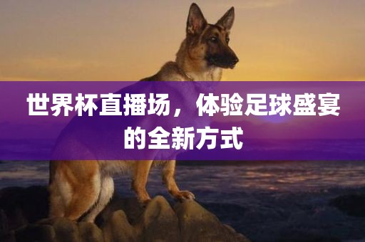 世界杯直播场，体验足球盛宴的全新方式